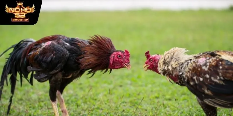 Bí Quyết Chơi Đá Gà Cực Đỉnh Luyện Kỹ Năng Nhận Thưởng Lớn 2 Sử dụng những chiến kê phù hợp nhất