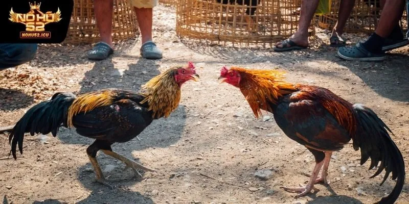 Bí Quyết Chơi Đá Gà Cực Đỉnh Luyện Kỹ Năng Nhận Thưởng Lớn 3 Sử dụng những chiến kê phù hợp nhất