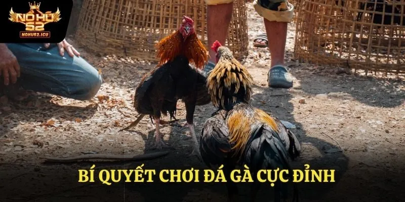 Bí Quyết Chơi Đá Gà Cực Đỉnh Luyện Kỹ Năng Nhận Thưởng Lớn