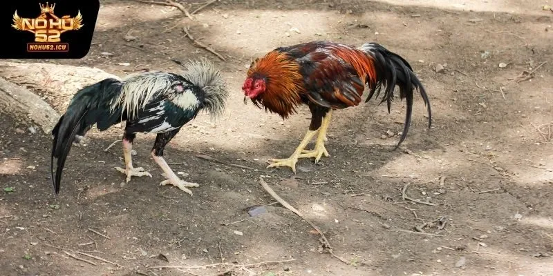 Đá Gà Cựa Dao - Bộ Môn Dành Cho Người Giàu Kinh Nghiệm 2 Giới thiệu sơ lược về đá gà cựa dao