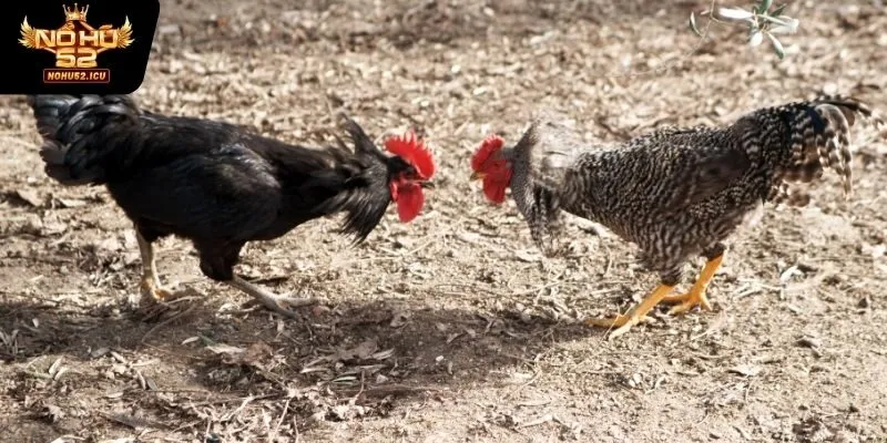 Đá Gà Cựa Dao - Bộ Môn Dành Cho Người Giàu Kinh Nghiệm 4 Một số loại gà được sử dụng trong đá gà cựa dao